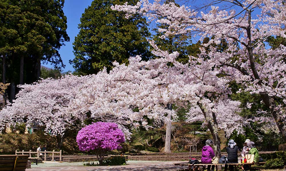 水源池公園は桜の名所でもあります