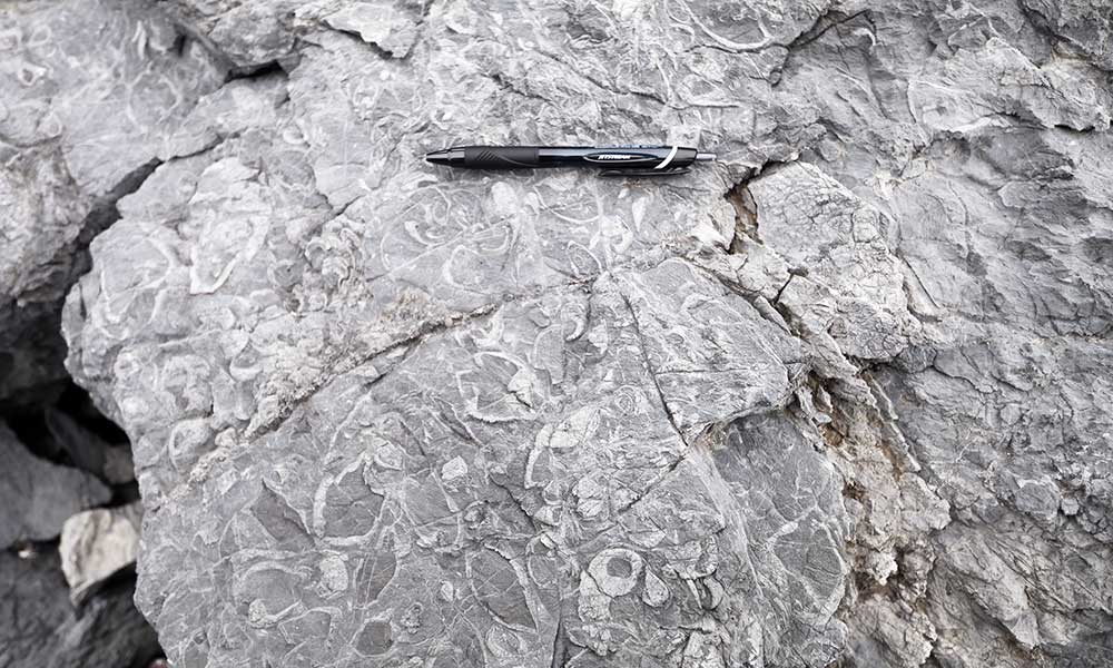 下北最古の化石・メガロドン（二枚貝） 