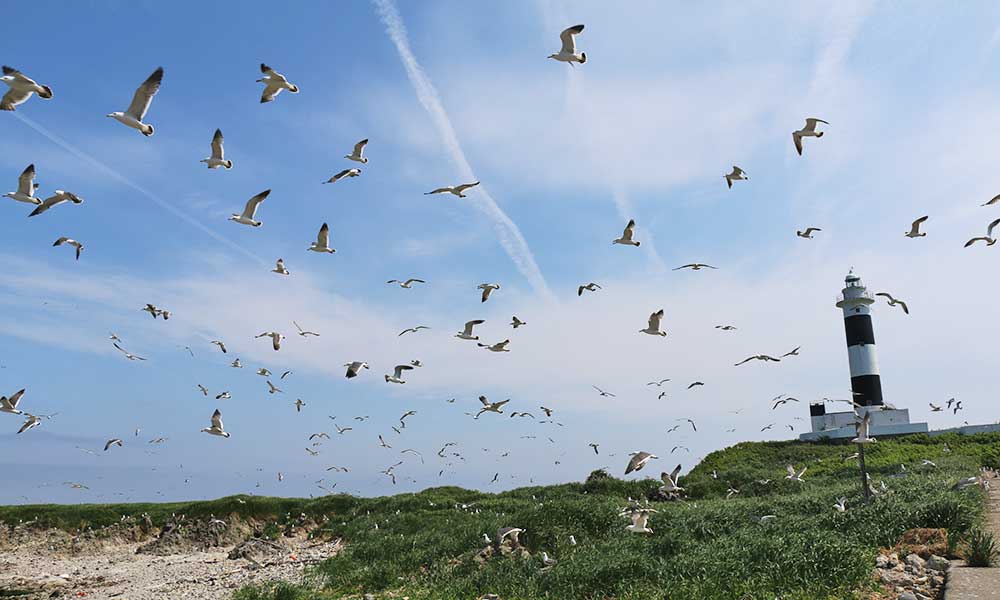 海鳥の繁殖期の弁天島