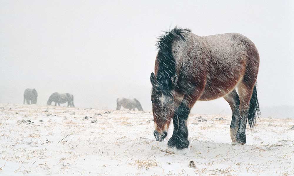 雪の中の寒立馬