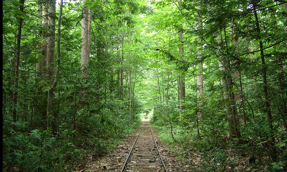 ヒバ林と森林軌道