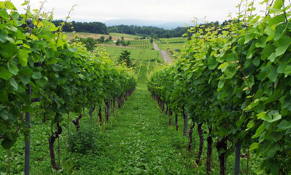 本州最北のワイン畑