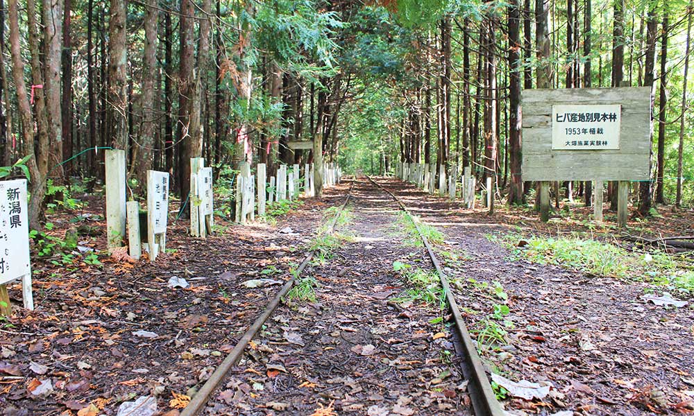 森林鉄道のレール